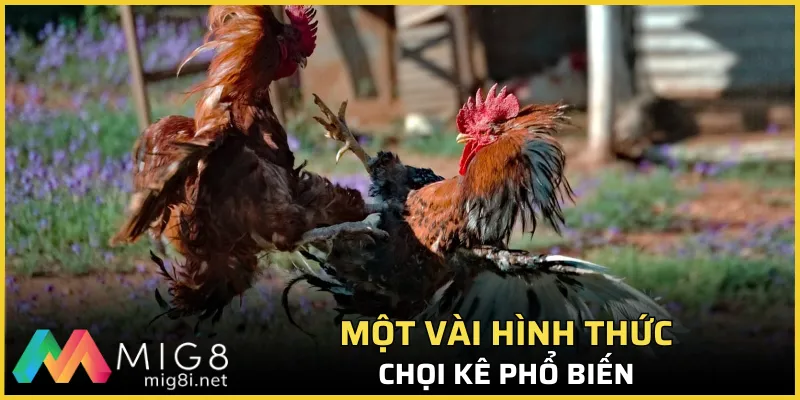 Đá Gà Mig8 - Xứng Danh Thiên Đường Giải Trí Top 1 3 Một vài hình thức chọi kê phổ biến