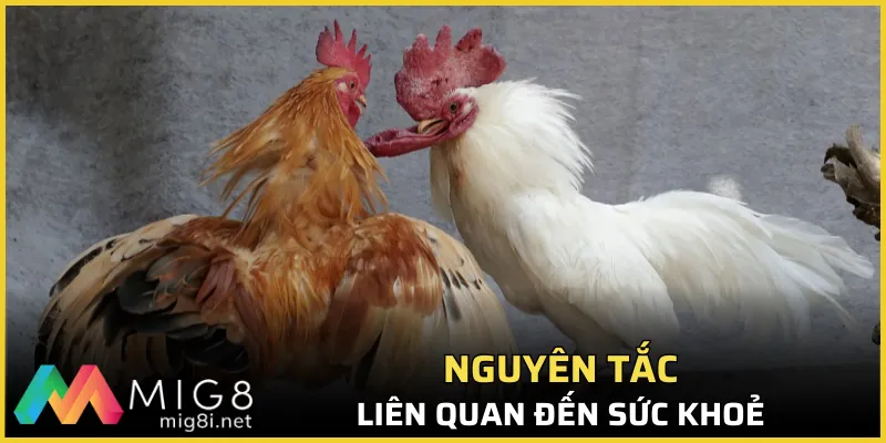 Đá Gà Mig8 - Xứng Danh Thiên Đường Giải Trí Top 1 2 Nguyên tắc liên quan đến sức khoẻ